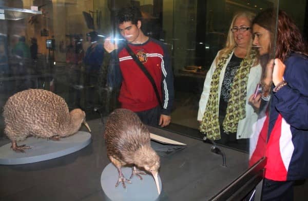 Auckland-Museum-Kiwibirds-2WAYS-Tours