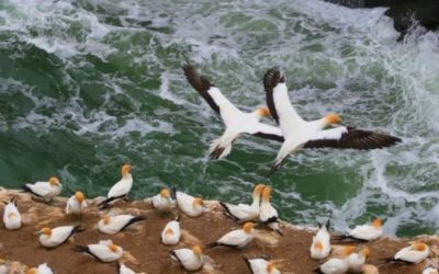 Som 695 bilions. Viatjar a Nova Zelanda per Gaudir la Natura amb Animals