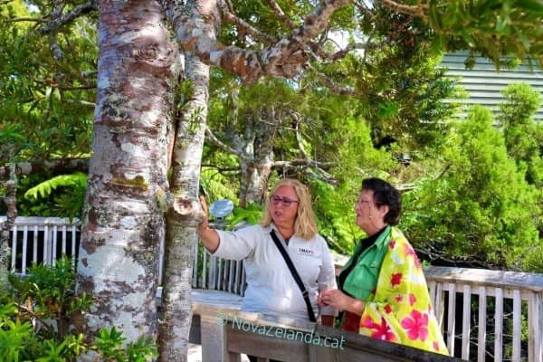 Arbre-Kauri-i-Balena-Nova-Zelanda-2WAYS-Tours