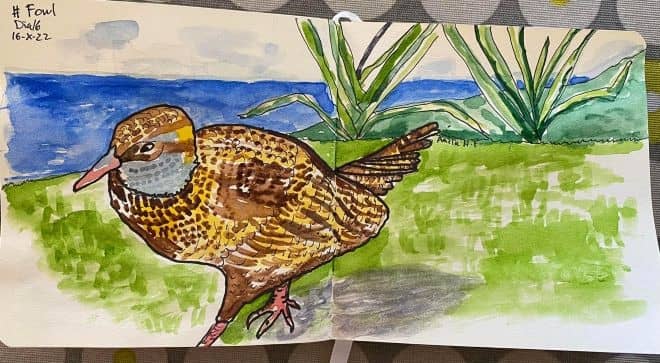 sketch - Weka au nativa Nova Zelanda, 2WAYS Tours