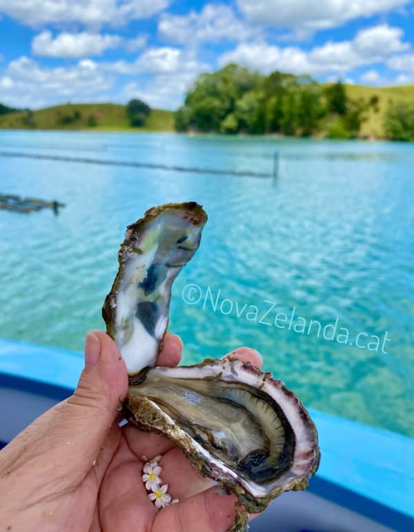 Nova Zelanda Ostra - 2WAYS Tours Nova Zelanda Ostra - Obre la teva oportunitat amb 2WAYS Tours