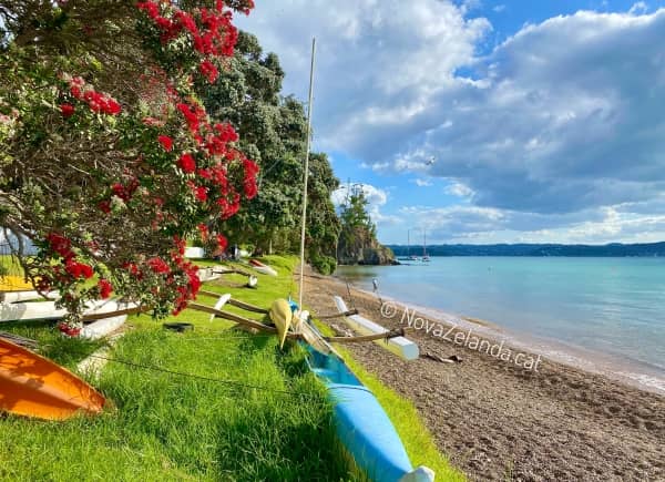Pohutukawa - arbre de Nadal a Nova Zelanda i viatges amb 2WAYS Tours
