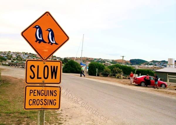pingüins a Nova Zelanda - 2WAYS Tours