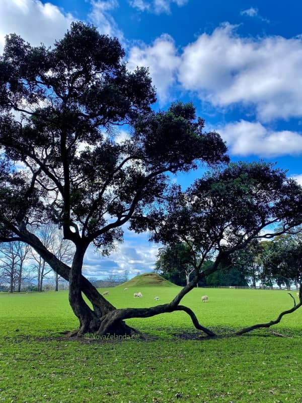 preus petits del viatge a Nova Zelanda preus petits del viatge a Nova Zelanda