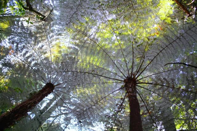 boscos de falgueres platejades - viatges a Nova Zelanda amb 2WAYS Tours